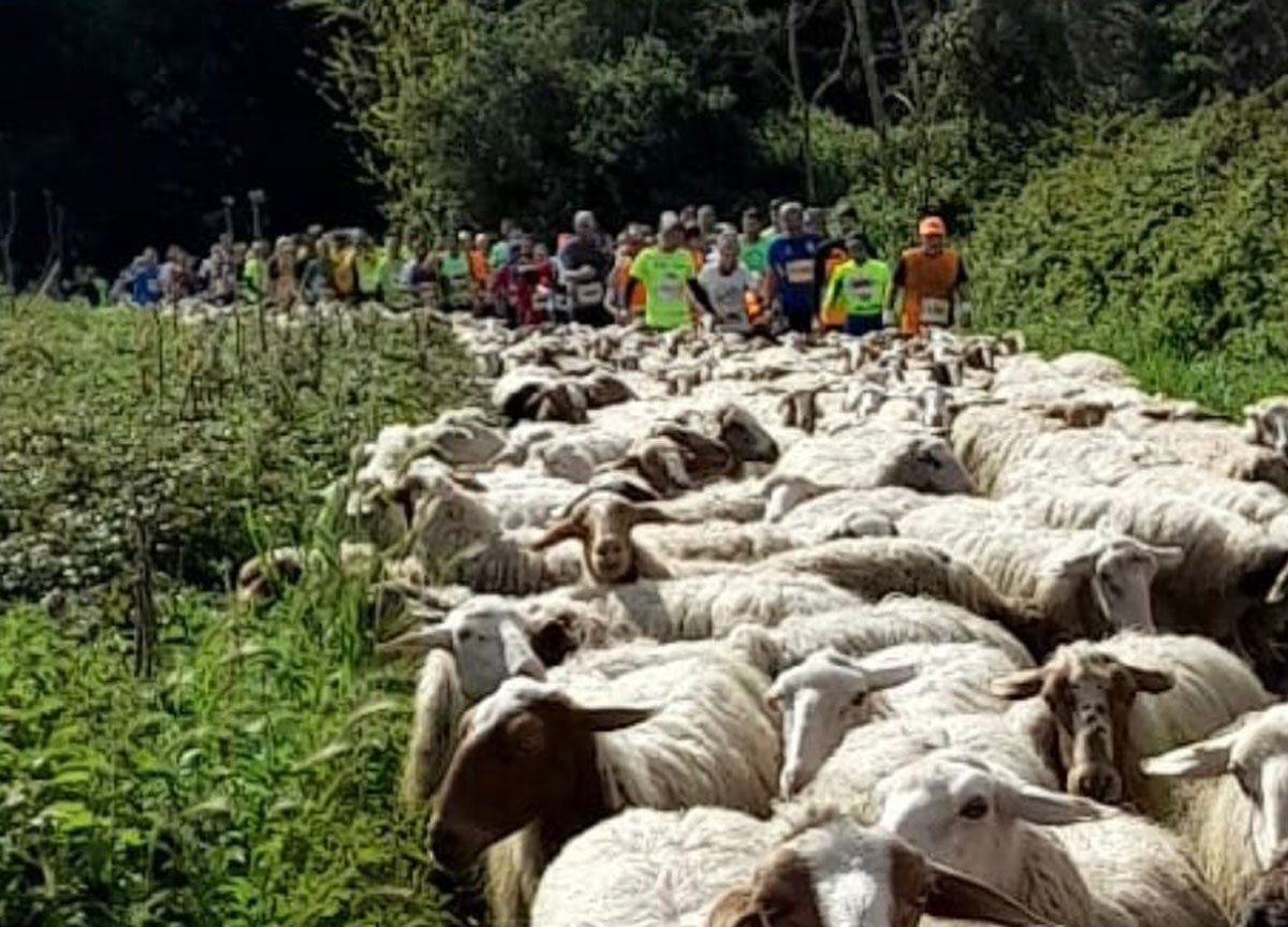 Roma Appia Run, tra 5 mila vince Aouani. Un gregge di pecore sul percorso