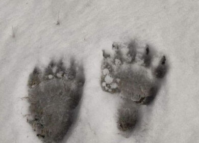 Orsi a passeggio in Abruzzo: massima attenzione a Lecce nei Marsi e Pescina