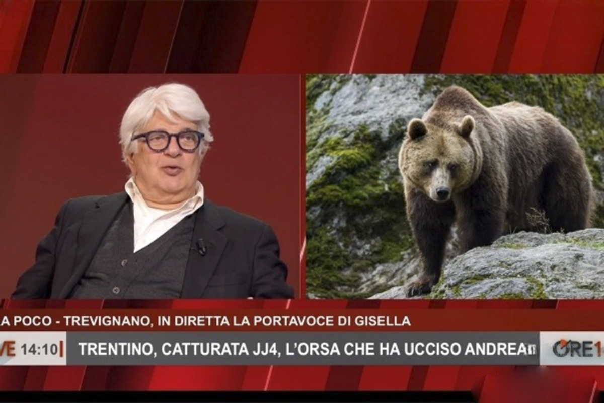 Orsa Jj4, la proposta di Perrino: “Portiamola allo Zoo Safari di Fasano”