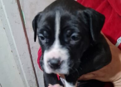 Traffico illegale di cuccioli online. Scatta la maximulta al venditore