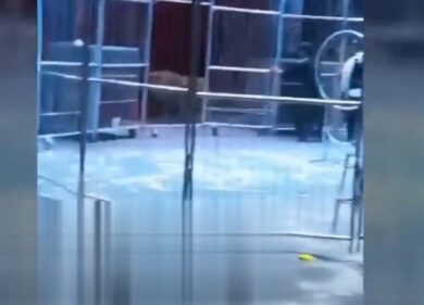 Panico al circo, i leoni scappano e danno la caccia agli spettatori. Video