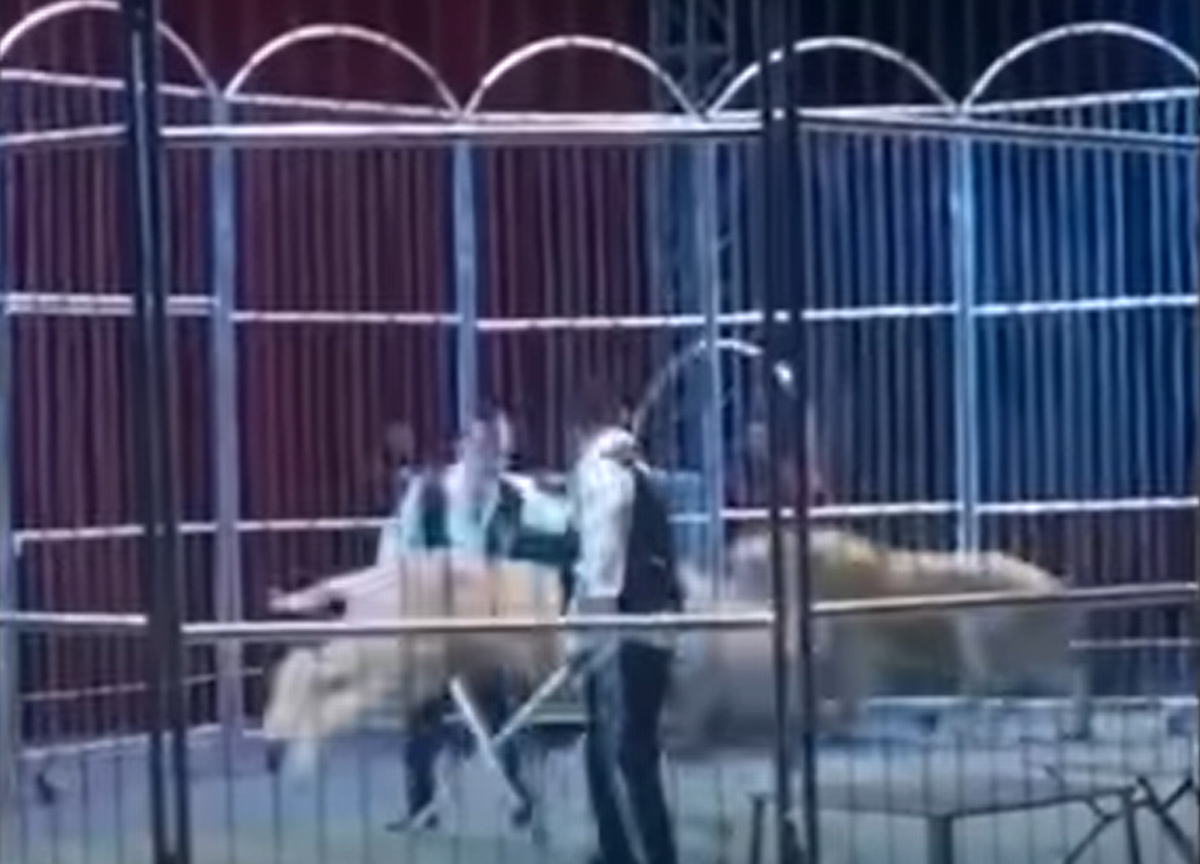 Panico al circo, i leoni scappano e danno la caccia agli spettatori. Video Panico al circo, i leoni scappano e danno la caccia agli spettatori. Video