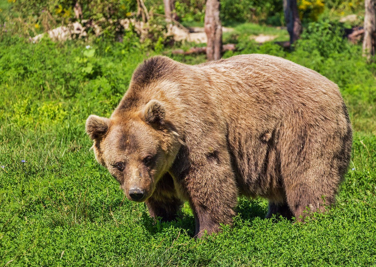 Orsa Jj4, Fugatti firma un’altra ordinanza per abbattere l’animale in Trentino Orsa Jj4, Fugatti firma un’altra ordinanza per abbattere l’animale in Trentino