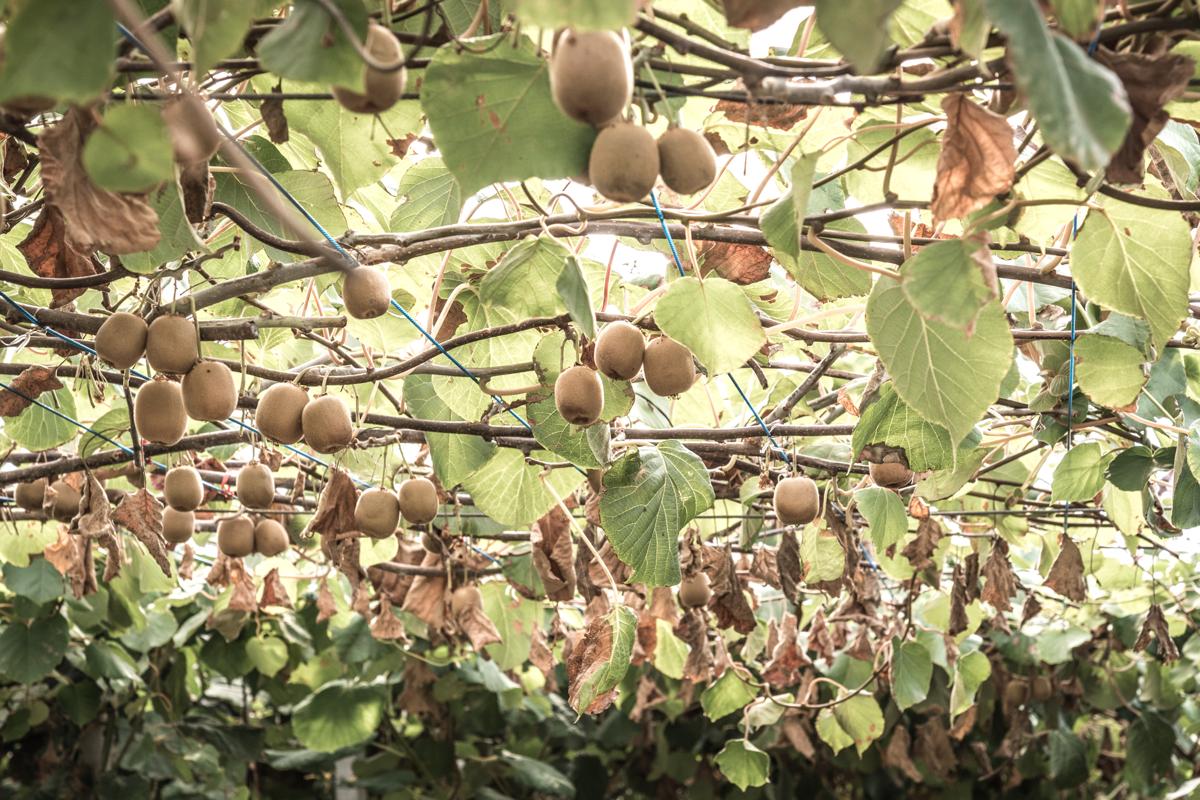 Galleria foto 'La catena del lavoro agricolo in Italia oscilla tra eccellenze e sfruttamento' - foto 1