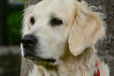Un cane appena adottato corre per 27 giorni per tornare a casa