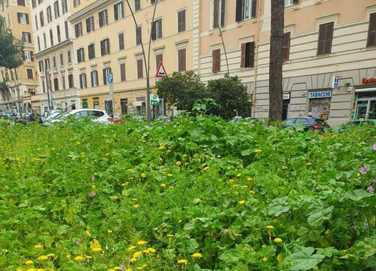 Via Appia come una giungla di malva. Il botta e risposta infiamma twitter