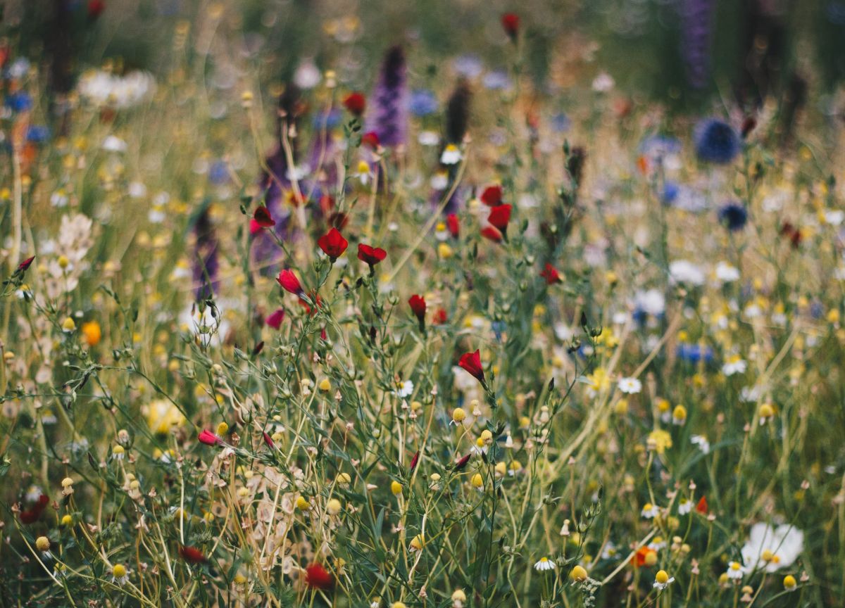 Muore uomo di 56 anni: aveva mangiato un fiore velenoso Muore uomo di 56 anni: aveva mangiato un fiore velenoso