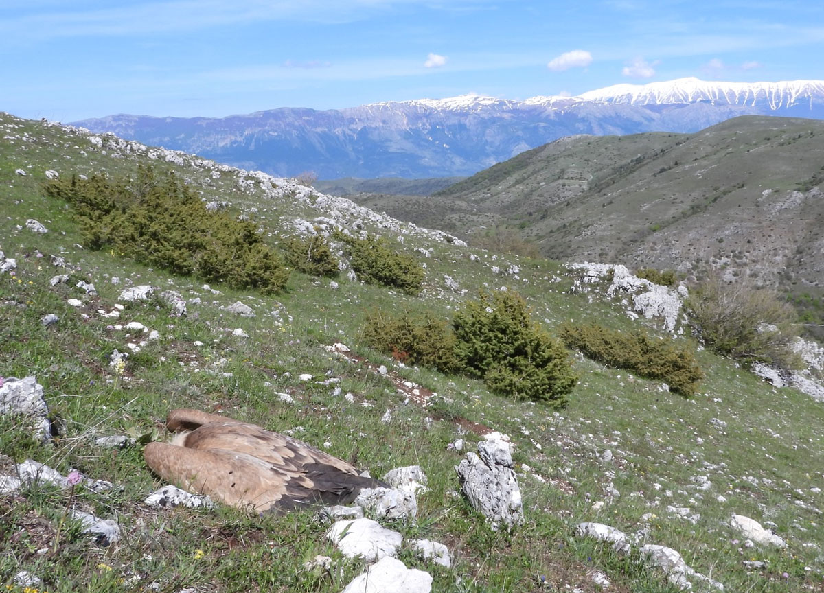 Strage di lupi e grifoni: “Avvelenati”. E’ allarme rosso al Parco D’Abruzzo