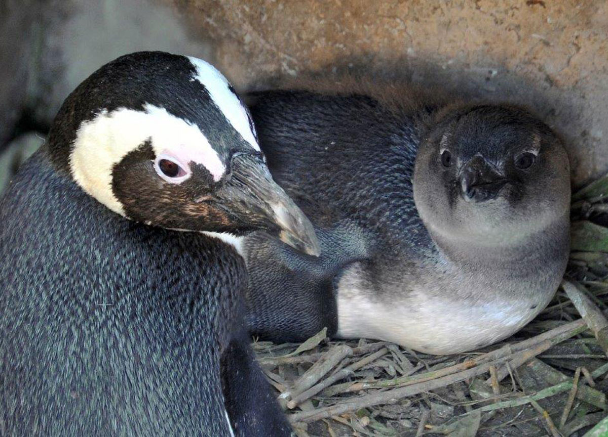 Roma, primavera dei miracoli: nati 8 fenicotteri rosa e un pinguino del Capo