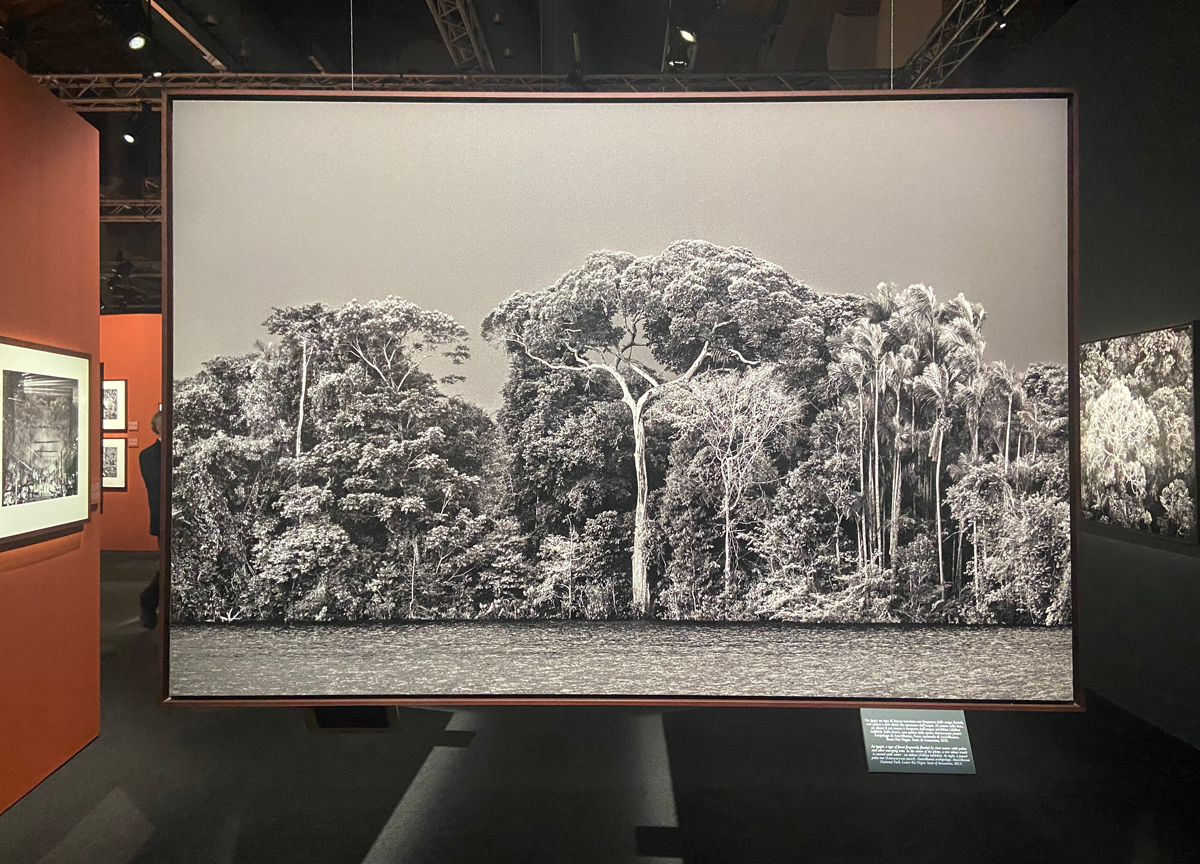 Zurich, inaugurata a Milano la mostra Amazônia di Salgado Zurich, inaugurata a Milano la mostra Amazônia di Salgado