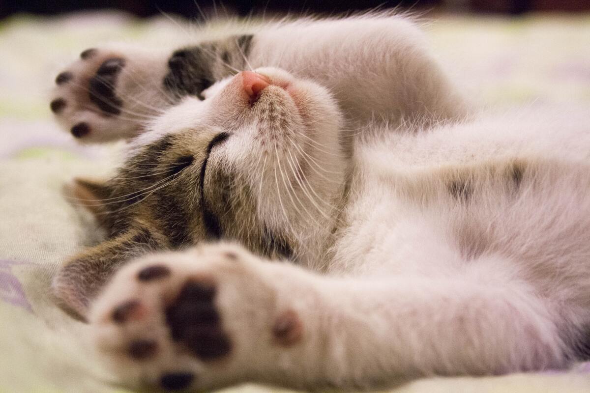 Pet food, gli italiani ricercano il “made in Italy” anche per gli amici pelosi