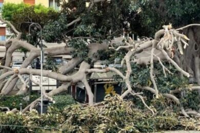Cagliari, tragedia sfiorata per albero di ficus caduto in pieno centro
