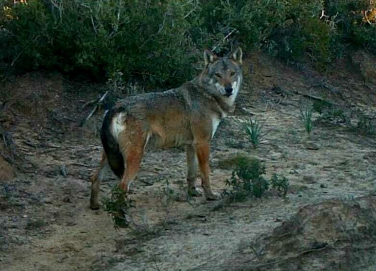Lupi e grifoni avvelenati dagli allevatori: nuova strage al Parco d’Abruzzo