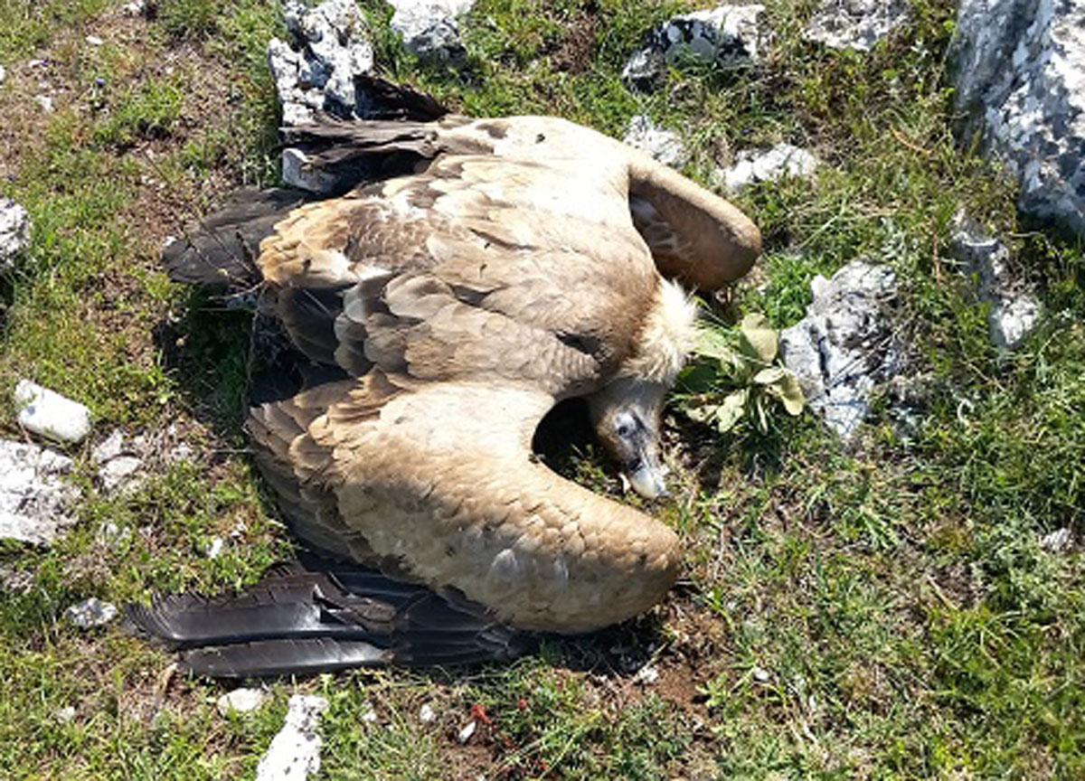 Lupi e grifoni avvelenati dagli allevatori: nuova strage al Parco d’Abruzzo