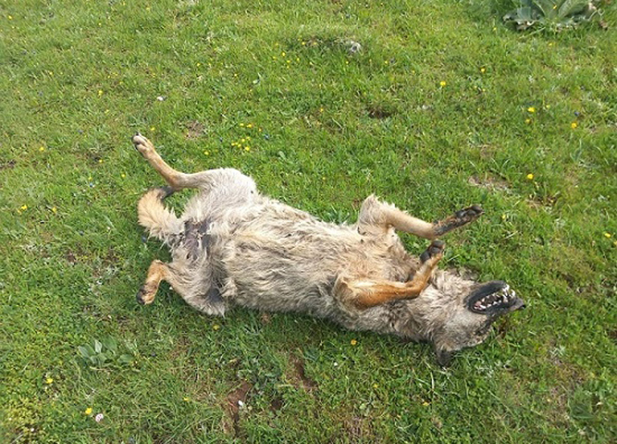 Lupi e grifoni avvelenati dagli allevatori: nuova strage al Parco d’Abruzzo