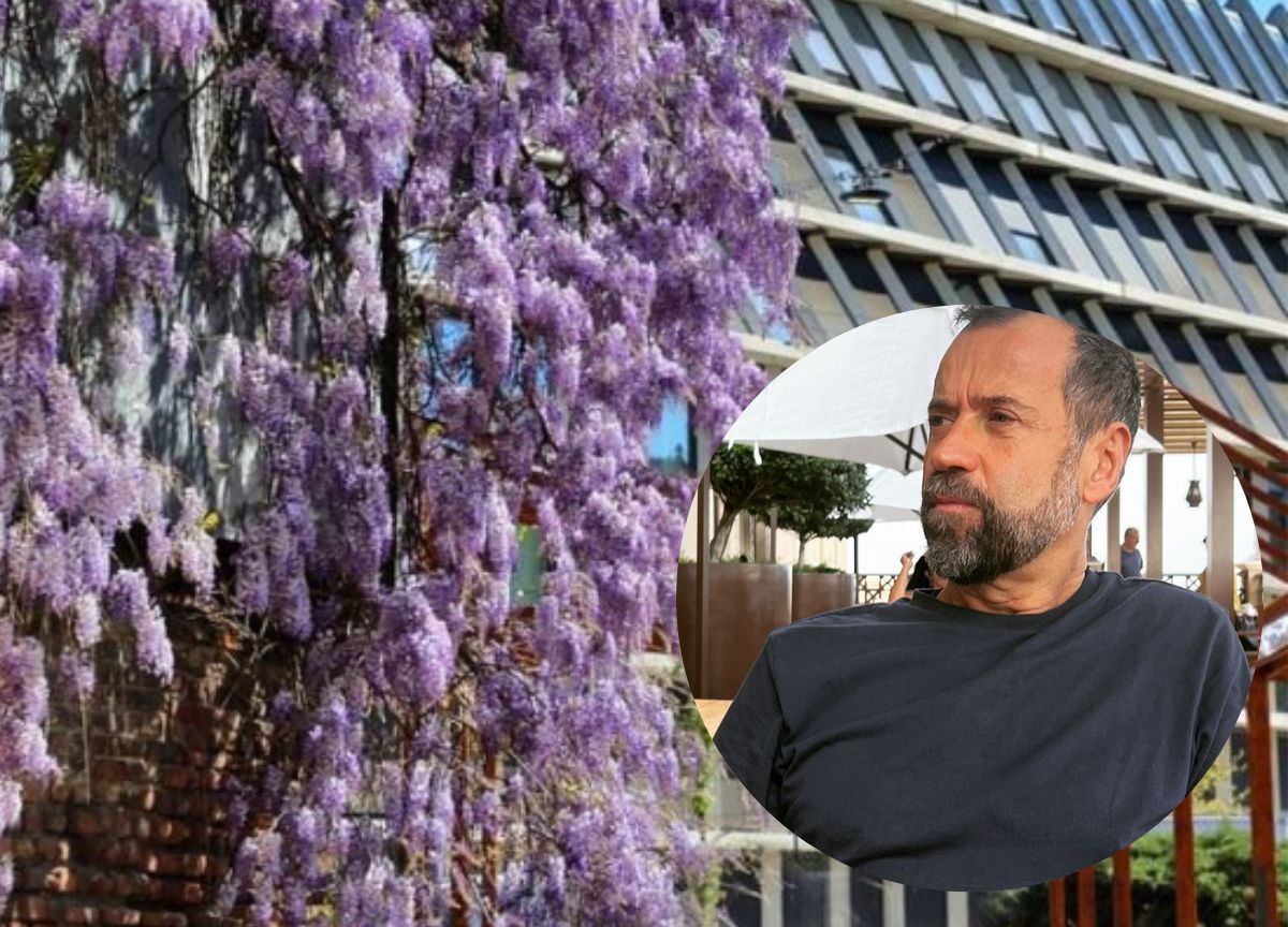 Milano, vip in campo per salvare il glicine di piazzale Baiamonti Milano, vip in campo per salvare il glicine di piazzale Baiamonti