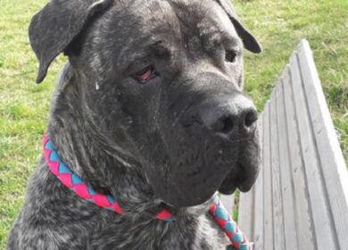 “Stop all’accattonaggio con i cani”: la richiesta di una legge lombarda