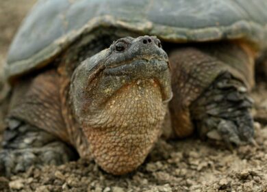 Roma, torna l’incubo delle tartarughe azzannatrici. Catturati due esemplari