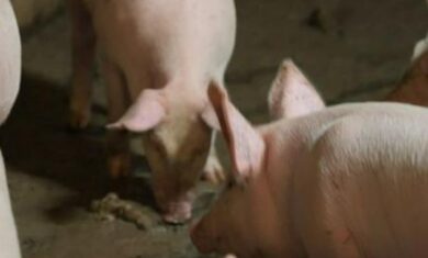 Maiali agonizzanti e presi a calci: il lato oscuro del prosciutto di Parma