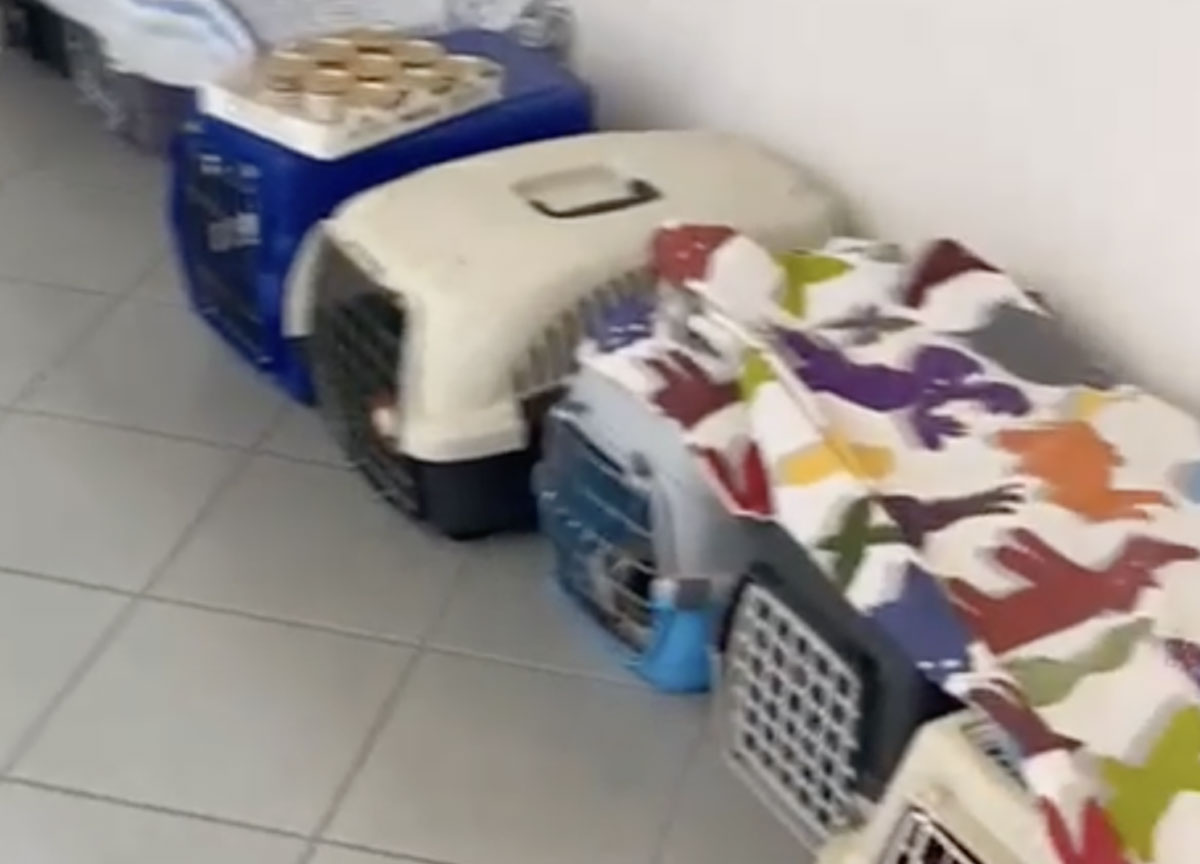 La Muratella prigione per gatti: lasciati per 24 ore chiusi nei trasportini La Muratella prigione per gatti: lasciati per 24 ore chiusi nei trasportini