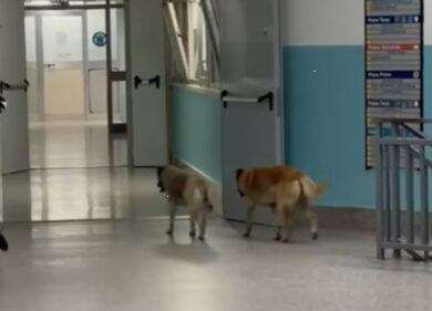 Cani randagi nei reparti dell’ospedale di Lamezia Terme. VIDEO