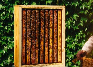 Alveari nel ristorante: l’esperienza di Innocenti Evasioni dello chef Arrigoni