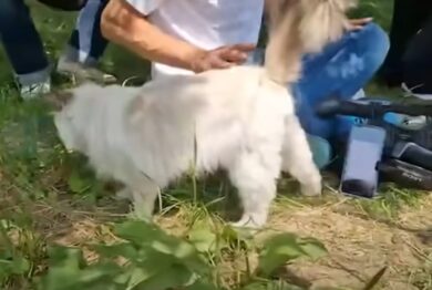 Il gatto di Giulia Tramontano (adottato da una vicina) saluta i cronisti