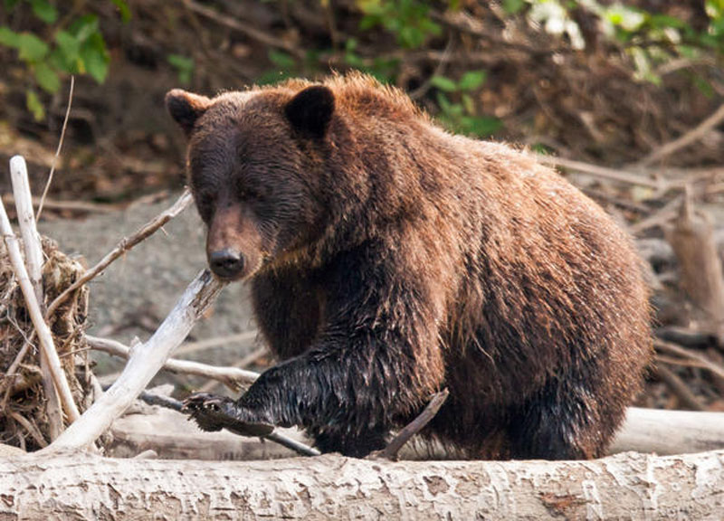 Altro che Trentino, l’Abruzzo è possibile la coesistenza uomo-orso. Lo studio