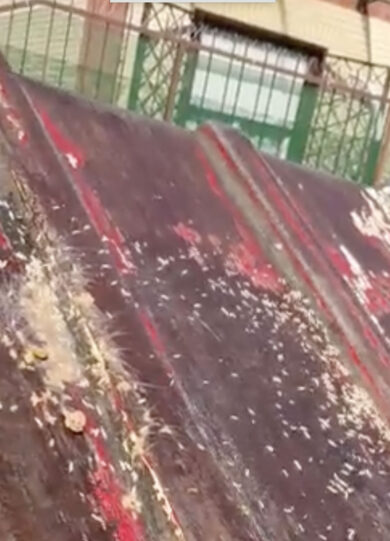 Roma è una mega discarica: l’invasione delle blatte ma Gualtieri non le vede