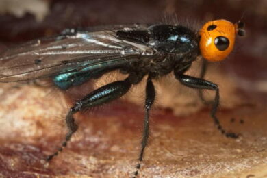 Uova di mosca nell’orecchio mentre dorme: “Lo stanno divorando dall’interno”