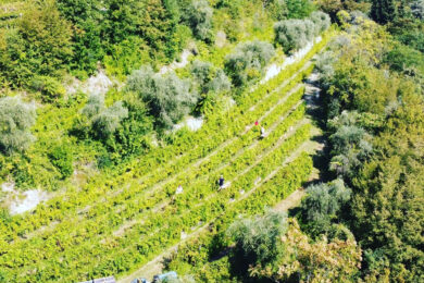 Valpolicella Classica: gusto, storia e tradizione all’Azienda Agricola Meroni