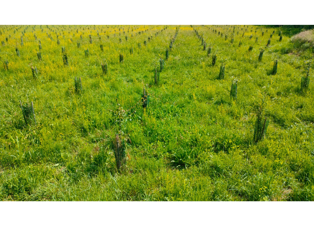 Arbolia e Università della Tuscia: un nuovo modello per assorbire la CO2