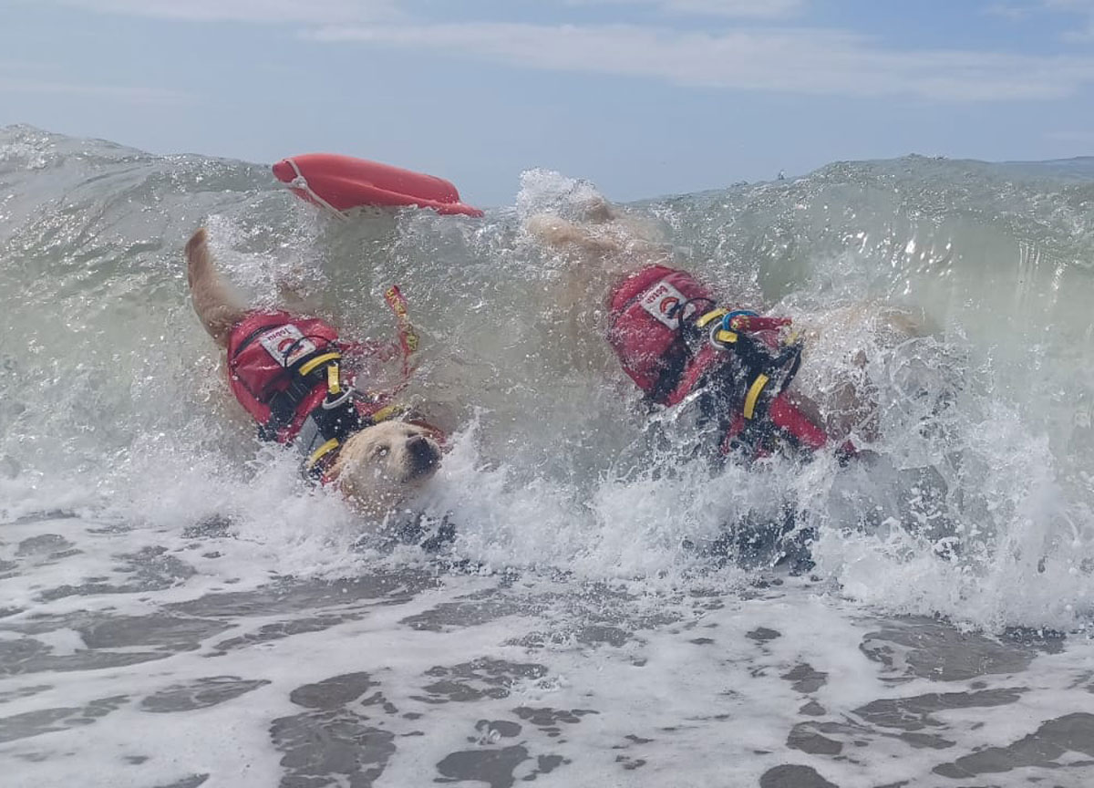 Cani bagnini Sics, già operativi su tutta la costa del Lazio tranne a Ostia