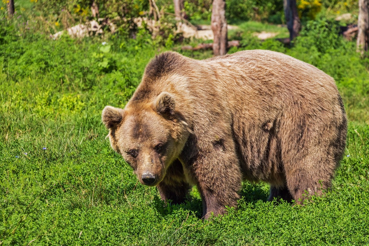 L’orsa Amarena in strada coi cuccioli, il Parco d’Abruzzo chiude alle auto