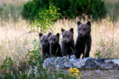 L’orsa Amarena in strada coi cuccioli, il Parco d’Abruzzo chiude alle auto