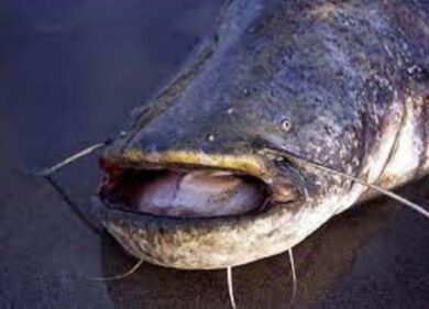 Lago di Garda, gli accoppiamenti selvaggi del pesce siluro. VIDEO