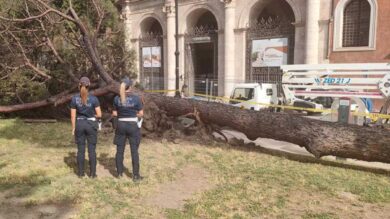 Crolla un pino di 30 metri a piazza San Marco, accanto all’Altare della Patria