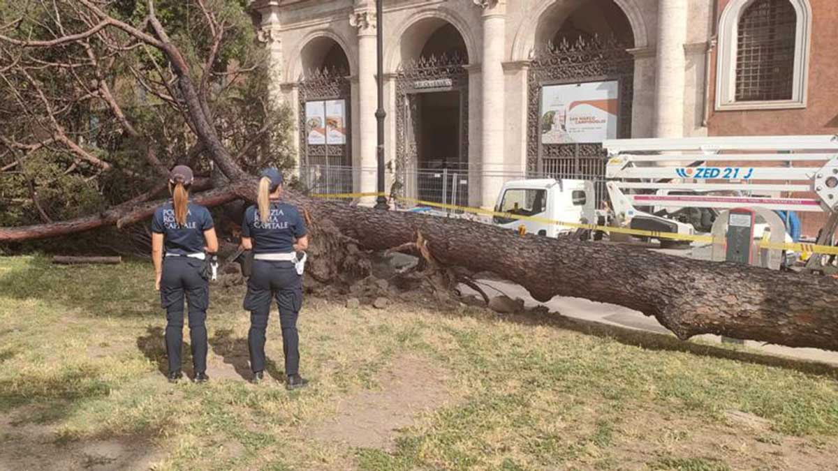 Crolla un pino di 30 metri a piazza San Marco, accanto all’Altare della Patria Crolla un pino di 30 metri a piazza San Marco, accanto all’Altare della Patria