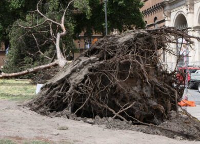 Albero crollato a piazza Venezia, un fungo killer ha seccato le sue radici