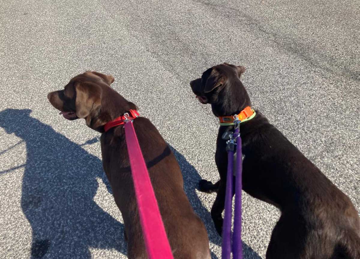 Gatti a passeggio col guinzaglio, follia a Roma. Con i cani 3 ore a spasso Gatti a passeggio col guinzaglio, follia a Roma. Con i cani 3 ore a spasso