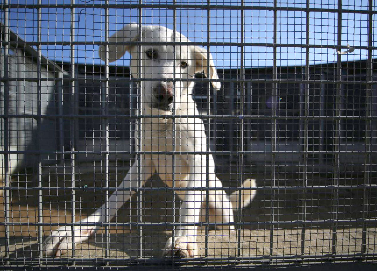 “Cibo per cani scadente”: allarme dissenteria nei canili gestiti dal Comune