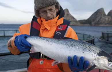 Borsa Oslo, giù il titolo di Bakkafrost. La crisi del salmone sfianca le Faroe
