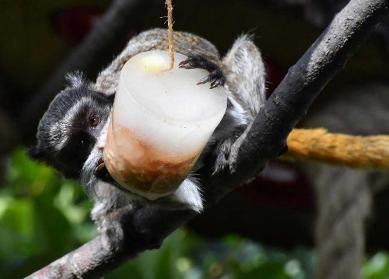 Gelati, cocomero e gavettoni: così gli animali combattono il caldo al Bioparco Gelati, cocomero e gavettoni: così gli animali combattono il caldo al Bioparco