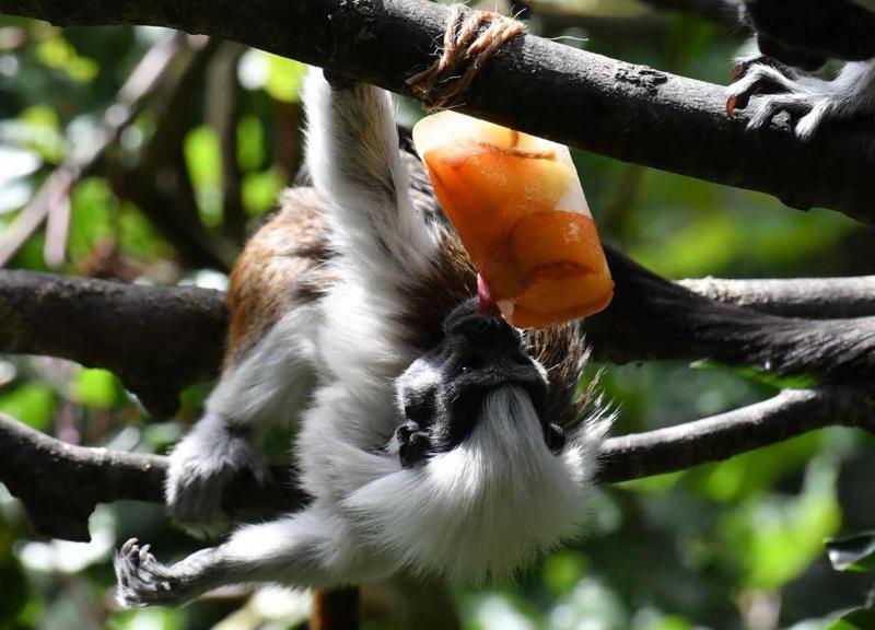 Gelati, cocomero e gavettoni: così gli animali combattono il caldo al Bioparco Gelati, cocomero e gavettoni: così gli animali combattono il caldo al Bioparco