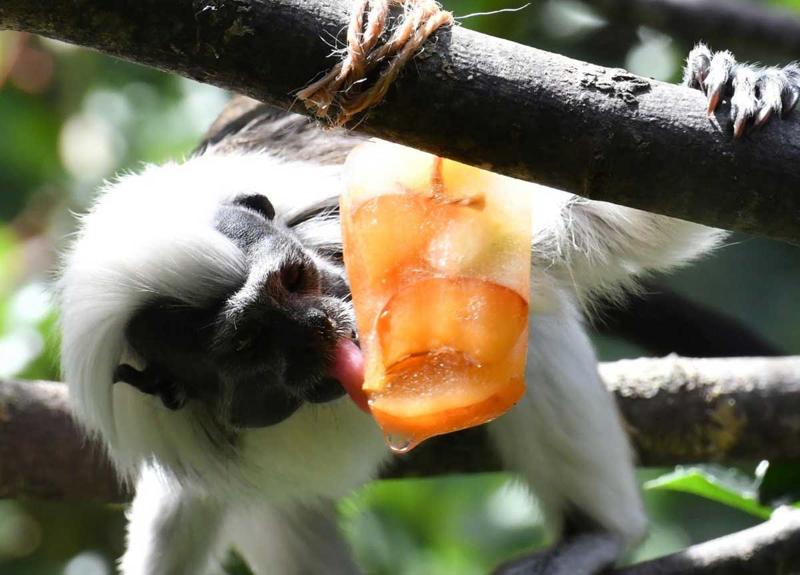 Gelati, cocomero e gavettoni: così gli animali combattono il caldo al Bioparco Gelati, cocomero e gavettoni: così gli animali combattono il caldo al Bioparco