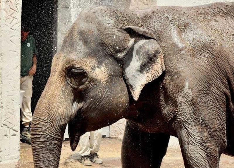 Gelati, cocomero e gavettoni: così gli animali combattono il caldo al Bioparco Gelati, cocomero e gavettoni: così gli animali combattono il caldo al Bioparco