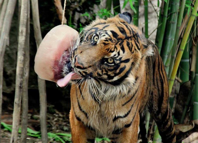 Gelati, cocomero e gavettoni: così gli animali combattono il caldo al Bioparco Gelati, cocomero e gavettoni: così gli animali combattono il caldo al Bioparco