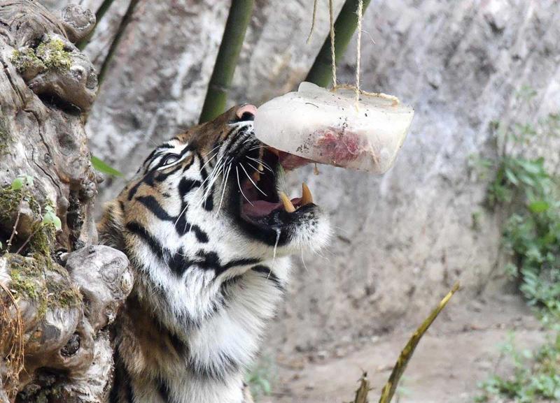 Gelati, cocomero e gavettoni: così gli animali combattono il caldo al Bioparco Gelati, cocomero e gavettoni: così gli animali combattono il caldo al Bioparco