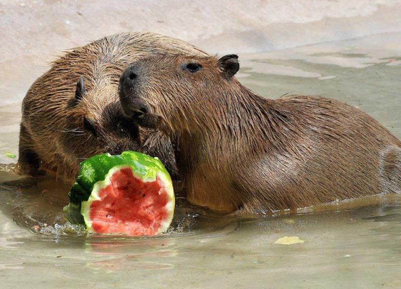 Gelati, cocomero e gavettoni: così gli animali combattono il caldo al Bioparco Gelati, cocomero e gavettoni: così gli animali combattono il caldo al Bioparco