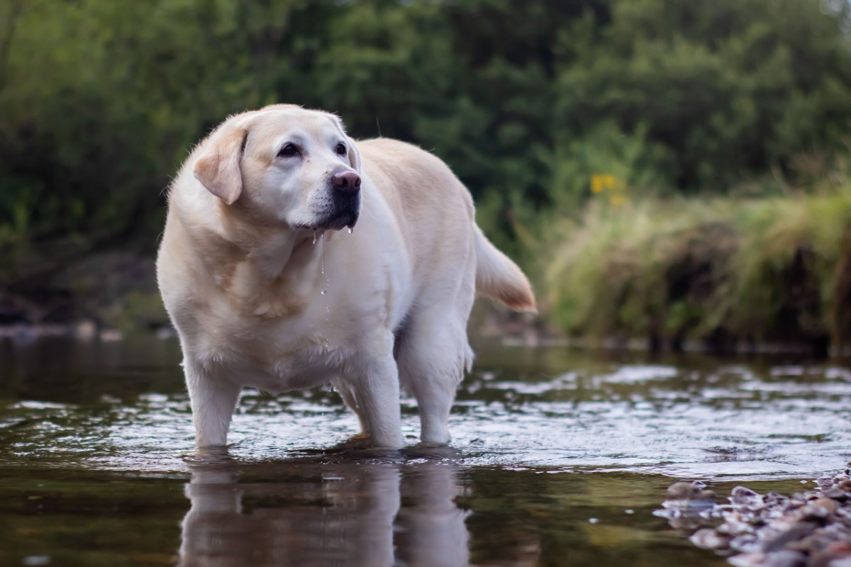Cani in vacanza: il vademecum per il loro relax e quello del padrone Cani in vacanza: il vademecum per il loro relax e quello del padrone